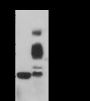 Anti-Crotonyl-Histone H3 (Lys14) Rabbit pAb