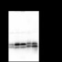 Anti-Caveolin-1 Mouse mAb