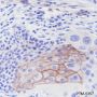 Anti-Thrombomodulin Rabbit mAb