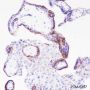 Anti-Thrombomodulin Rabbit mAb