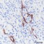 Anti-FAP Rabbit mAb