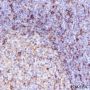 Anti-STING Rabbit mAb