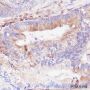 Anti-STING Rabbit mAb