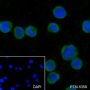 Anti-STING Rabbit mAb