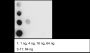 Anti-Crotonyl-Histone H3 (Lys14) Rabbit mAb