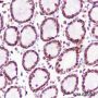 Anti-Crotonyl-Histone H3 (Lys14) Rabbit mAb