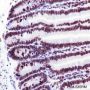 Anti-Crotonyl-Histone H3 (Lys14) Rabbit mAb