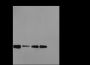 Anti-Crotonyl-Histone H3 (Lys36) Rabbit pAb