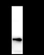 Anti-STING Rabbit mAb