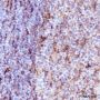 Anti-STING Rabbit mAb