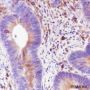 Anti-STING Rabbit mAb