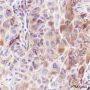 Anti-STING Rabbit mAb