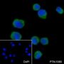 Anti-STING Rabbit mAb