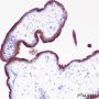 Anti-VISTA Rabbit mAb
