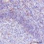 Anti-VISTA Rabbit mAb