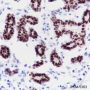 Anti-SOX10 Rabbit mAb