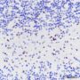 Anti-SOX10 Rabbit mAb
