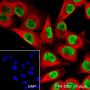 Anti-SOX10 Rabbit mAb