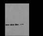 Anti-Crotonyl-Histone H3 (Lys14) Mouse mAb
