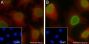 Anti-Crotonyl-Histone H3 (Lys14) Mouse mAb