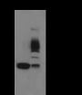 Anti-Crotonyl-Histone H3 (Lys14) Mouse mAb