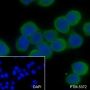 Anti-MUC2 Rabbit pAb