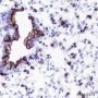 Anti-MUC1 Rabbit mAb