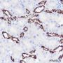 Anti-MUC1 Rabbit mAb
