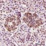 Anti-GAPDH Rabbit mAb