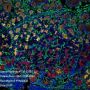 Anti-Vimentin Rabbit mAb