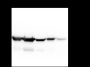 Anti-Vimentin Rabbit mAb
