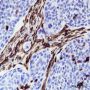 Anti-Vimentin Rabbit mAb