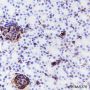 Anti-Vimentin Rabbit mAb