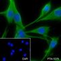 Anti-Vimentin Rabbit mAb
