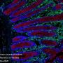 Anti-Vimentin Rabbit mAb
