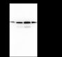 Anti-HDAC1 Mouse mAb