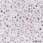 Anti-HDAC1 Mouse mAb