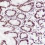 Anti-HDAC1 Mouse mAb