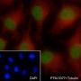 Anti-HDAC1 Mouse mAb