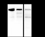 Anti-ROCK2 Mouse mAb