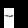 Anti-PABPN1 Mouse mAb