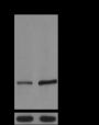 Anti-Crotonyl-Histone H3 (Lys9) Mouse mAb