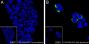 Anti-Myc Tag Rabbit mAb