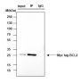 Anti-Myc Tag Rabbit mAb