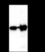Anti-Keratin 14 Rabbit mAb
