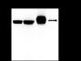Anti-Villin Rabbit mAb