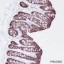 Anti-Villin Rabbit mAb