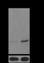 Anti-Crotonyl-Histone H3 (Lys18) Mouse mAb