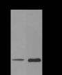 Anti-Crotonyl-Histone H3 (Lys18) Mouse mAb