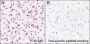 Anti-Crotonyl-Histone H3 (Lys18) Mouse mAb